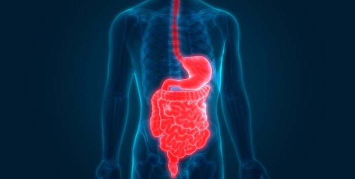 gastrointestinal system stressor 3d illustration of organs