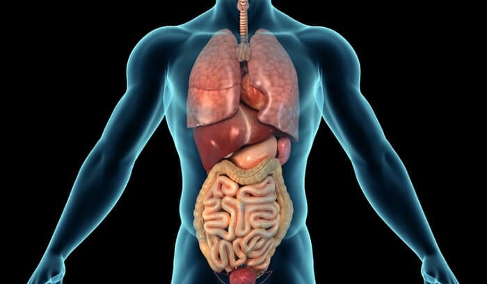 graphic of human body with internal organs - detoxification system concept