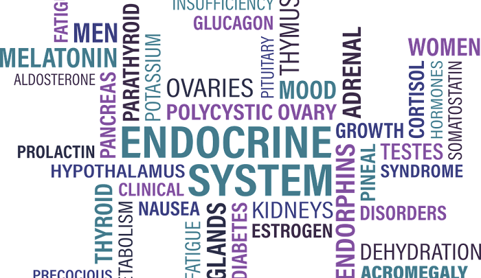 hormonal/endocrine system stressor word cloud