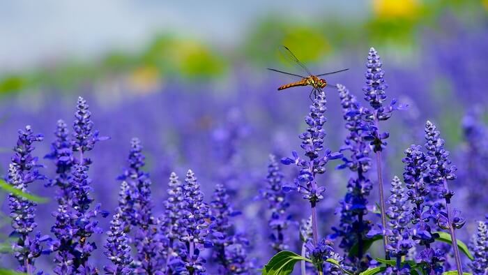 dragonfly in field of lavender