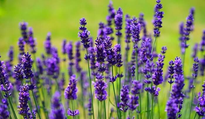close up of lavender in field
