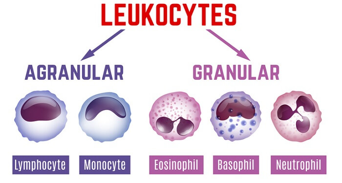 leukocyte types chart