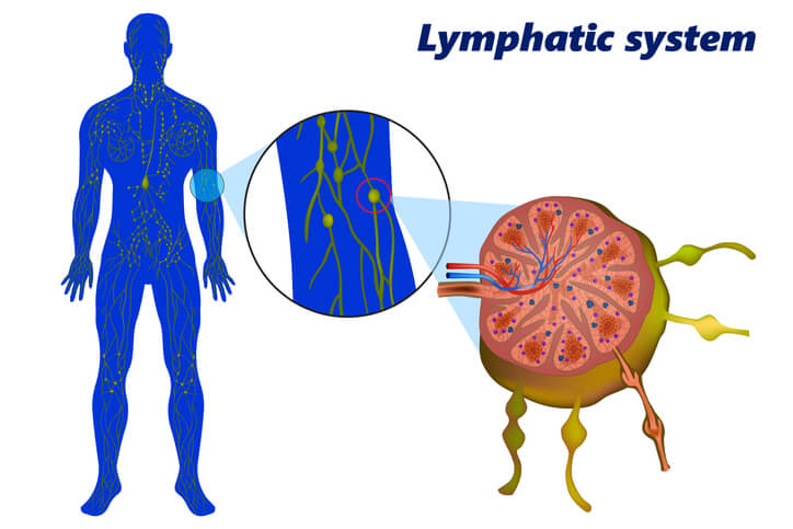 lymphatic system graphic model and close up of lymph node structure
