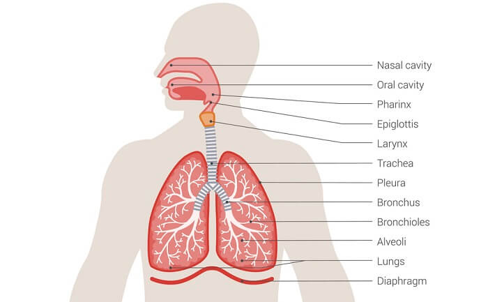 diagram of respiratory system