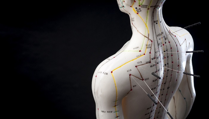 tcm meridians and acupuncture needles displayed on mannequin