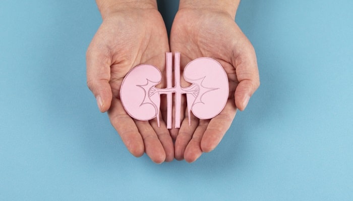 hands holding kidney model